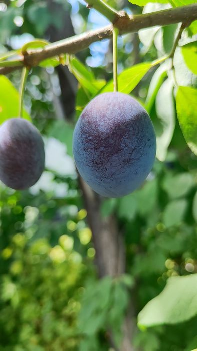 Саженцы чернослива