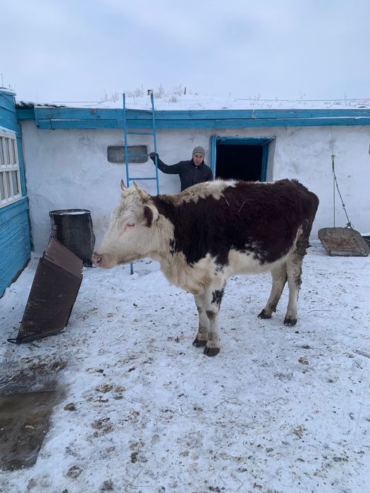 Сиыр сатамын жасы 3 те