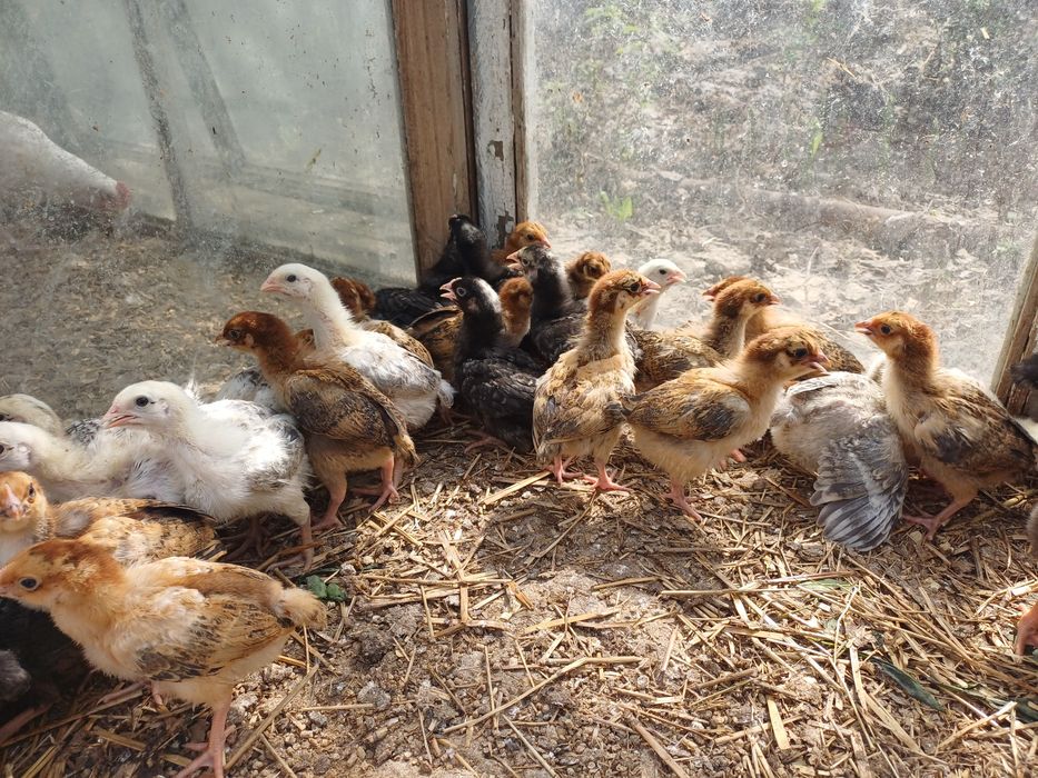 Продам 2-х недельных цыплят