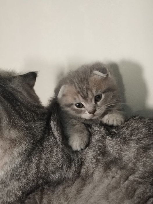 Шотландские вислоухие