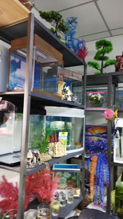 Рыбки петушки. Навои-Торайгырова