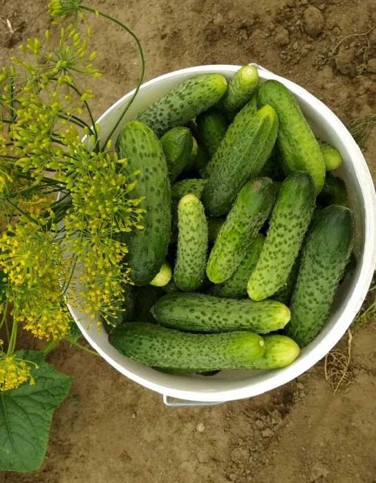продам домашние огурцы