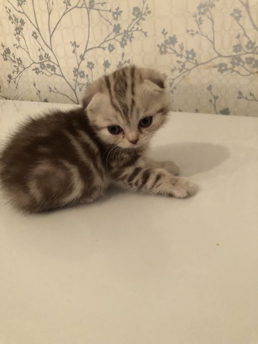 Продам котят Скоттиш