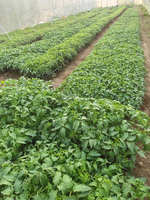 Răsaduri roșii ardei castraveți