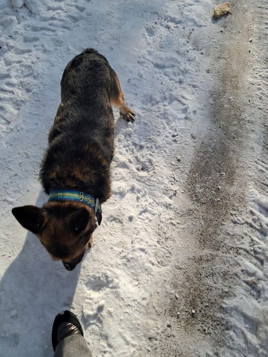 Потерялась чья то собака