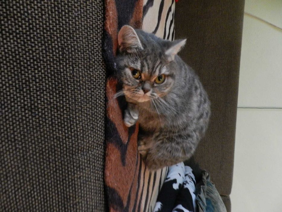 Pisici British Tabby