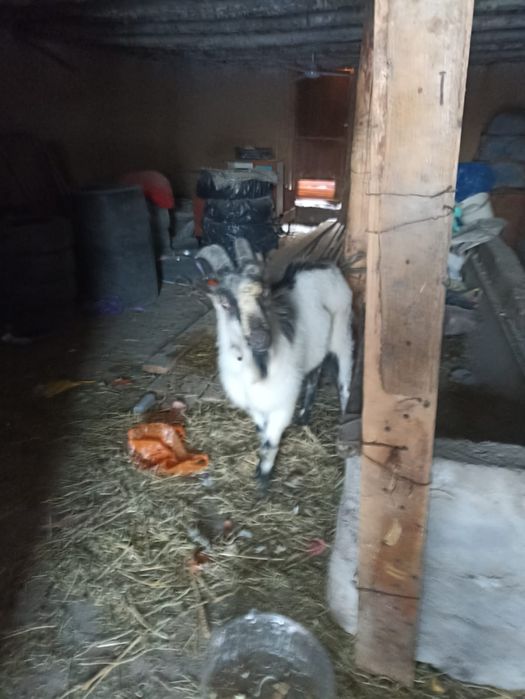 Теке альпийский 10 айлык