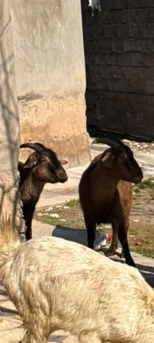 Нубиский ешкілер