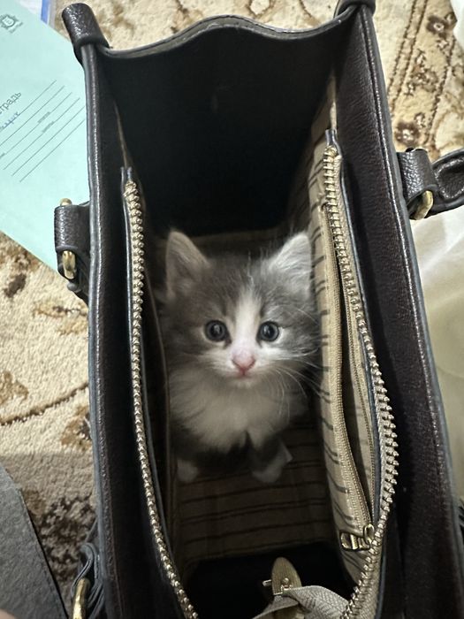 Котики воспитанные послушные