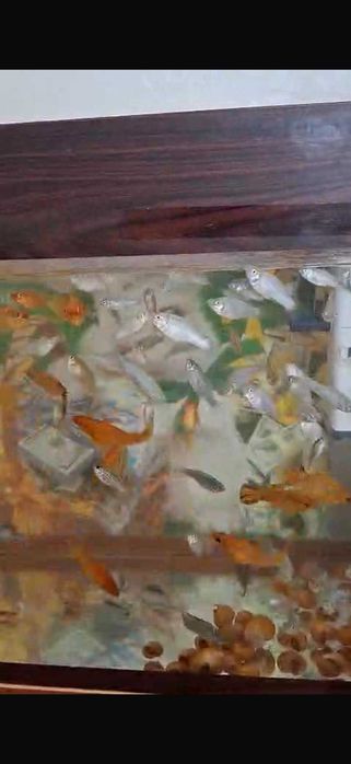 Аквариумные рыбки