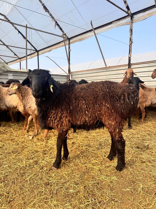 7 oylik qozo qochqorlar sotiladi