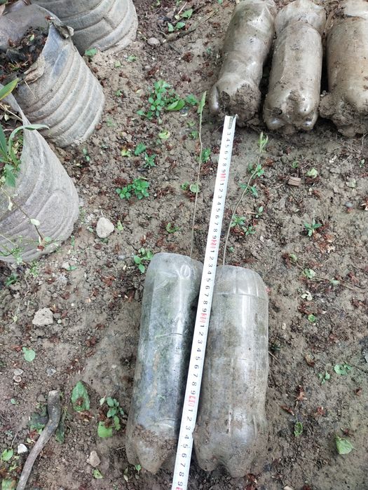 Фундук кучатлари