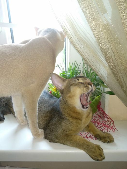 Абиссинский кот на вязку