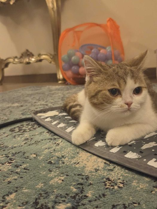 British Shorthair