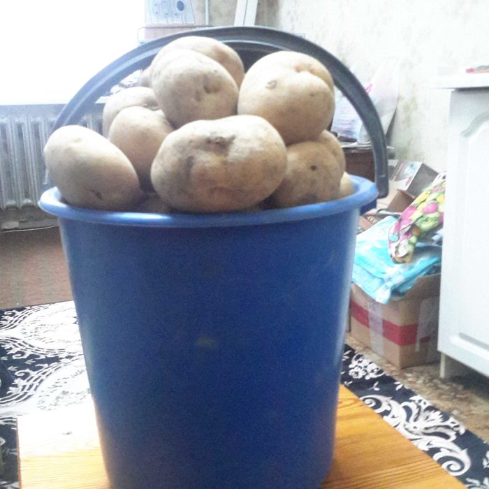 Дачная продукция