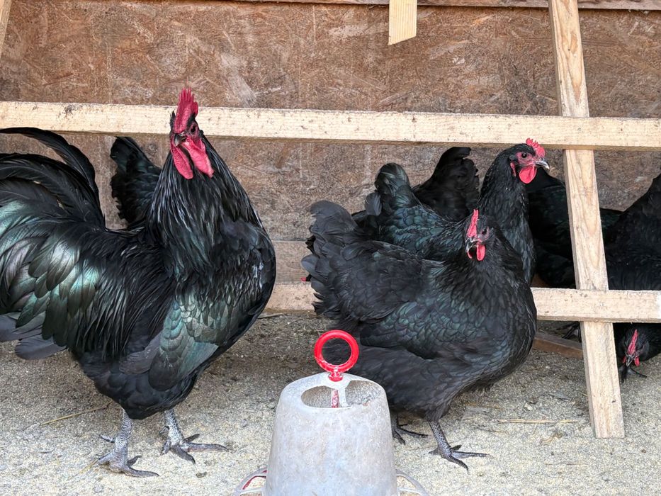 Vând ouă de găini australorp disponibile pentru incubat!