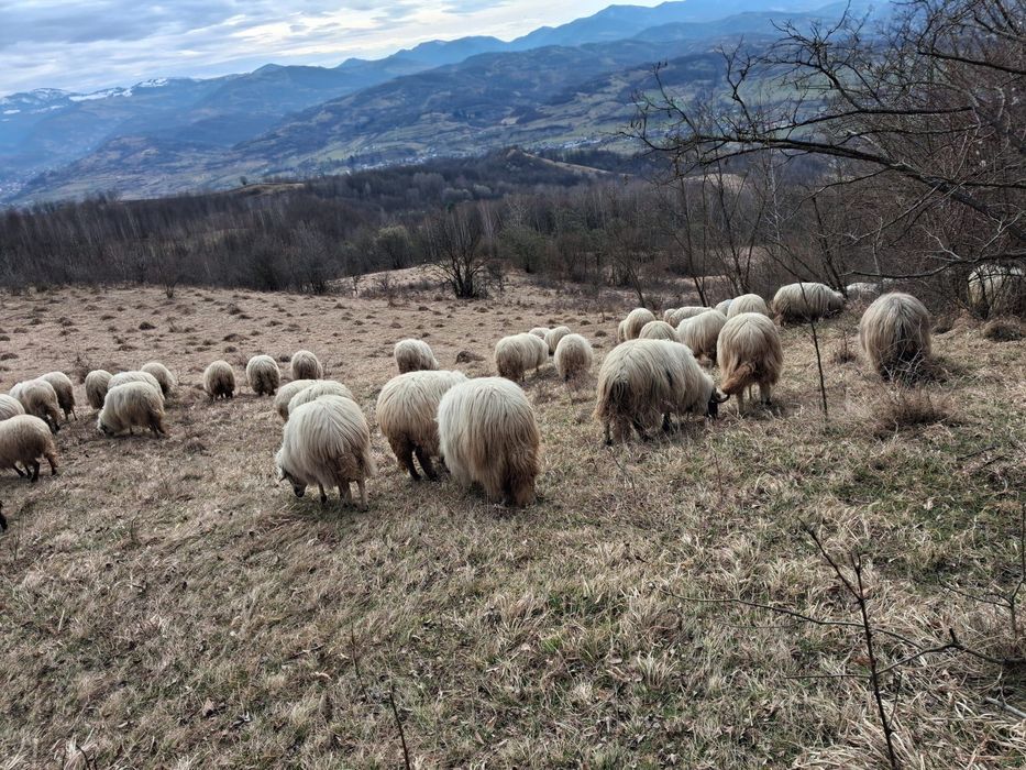 Oi de vânzare mai multe detalii la telefon.