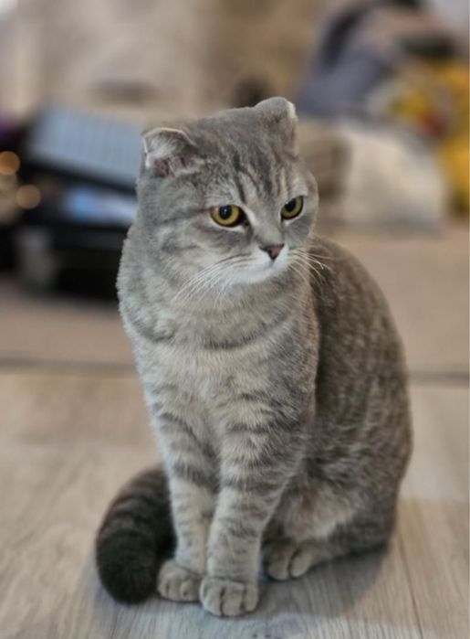 Шотландская вислоухая