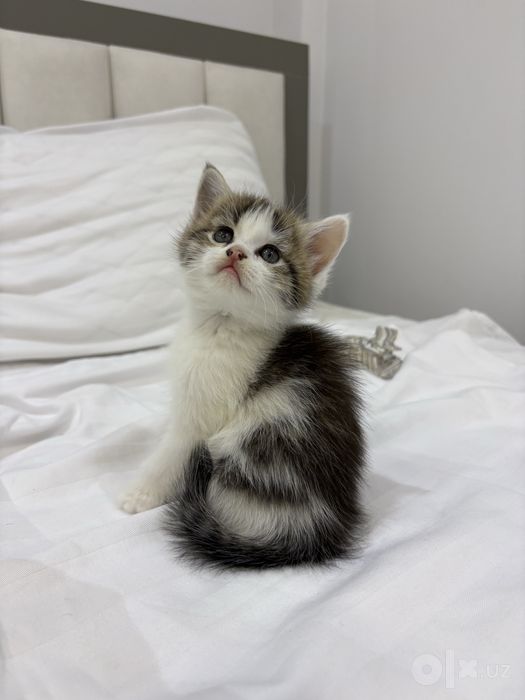 Продаются милые котята!