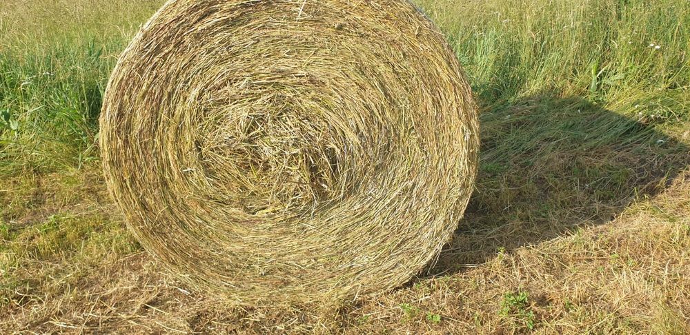 Baloti fan sau lucerna Livrare doar la TIR Rotunzi 1,2x1,2 m min 40 sau dreptunghiulari min 500.Transport inclus RO UE . Nu livram la bucata.