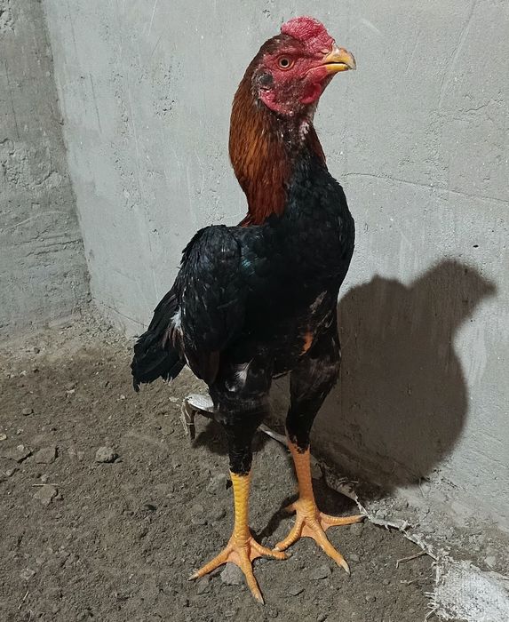 Jo'ja sotiladi zoti karis