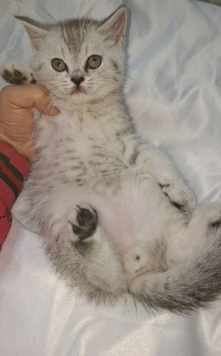 продяется котята в хорошие руки