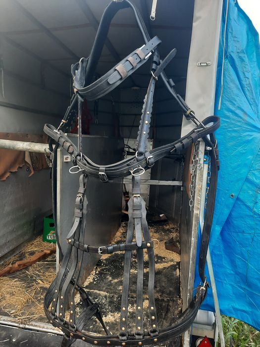 Armăsar, ham nou de Cluj cusut manual pe inox