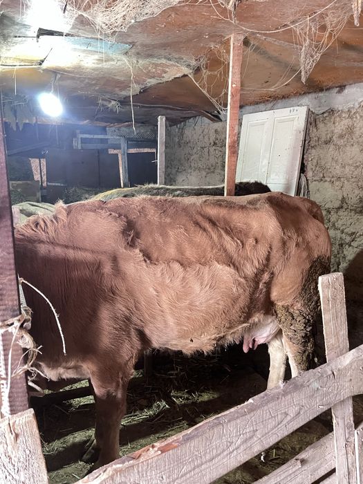 Бұзаулы сиыр сатылады