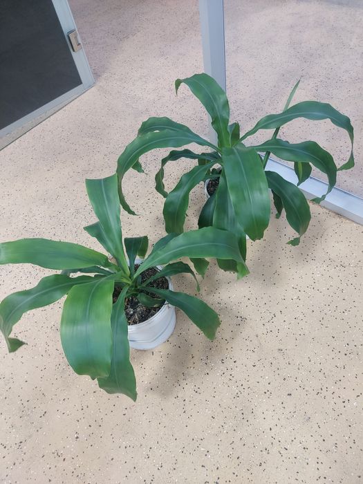 Драцена душистая