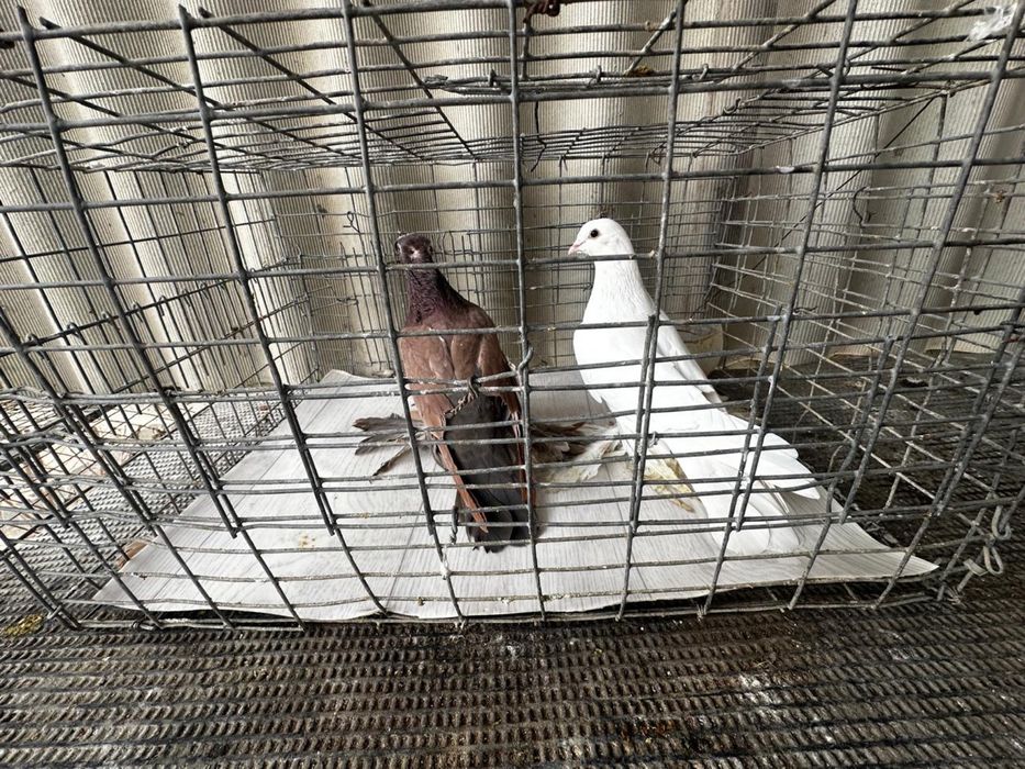 Голуби декоротивные