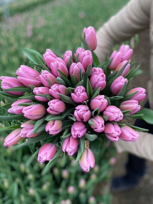 Тюльпаны оптом АСТАНА из теплицы