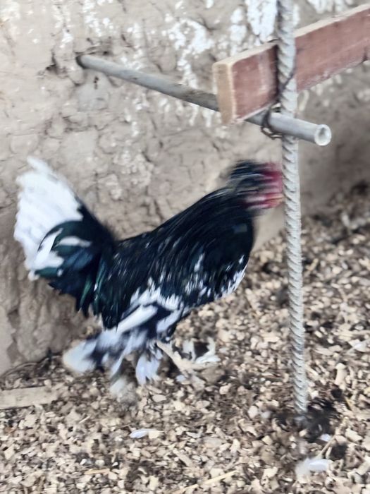 Yapon xorozla sotiladi