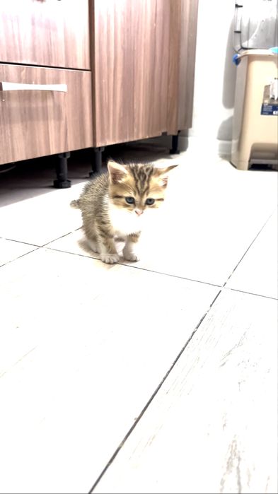 Красивый котенок