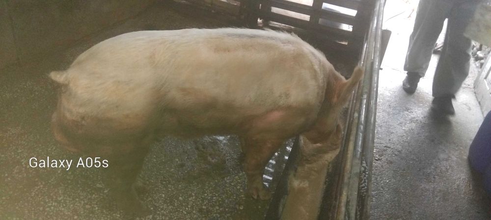 мъжко прасе -нескопено