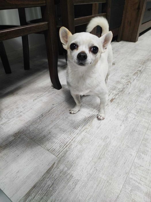 Подарявам куче Чихуахуа