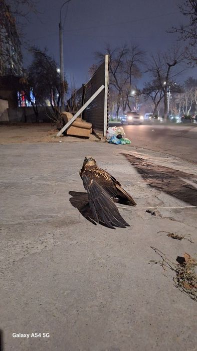 Qamich lochini xali yosh