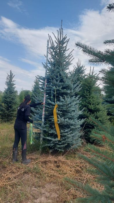Ель сортавая Мистер блю.