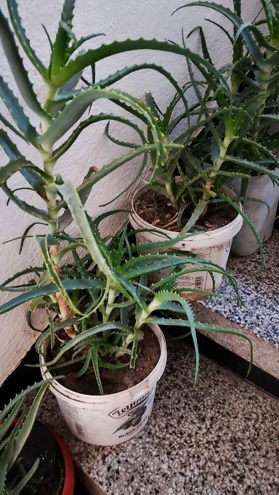 Живо алое вера за лечебна напитка – големи и малки растения