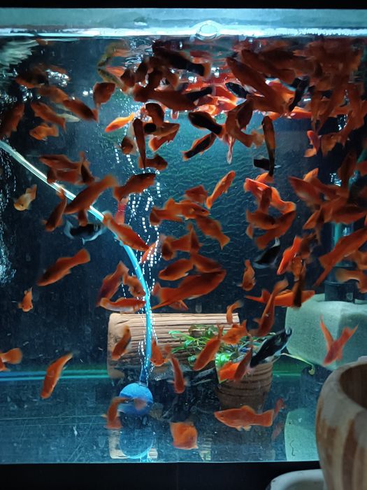 Мечиносцы чёрные, Мечиносцы красные, Моллинезии, Гуппи, Анциструсы.