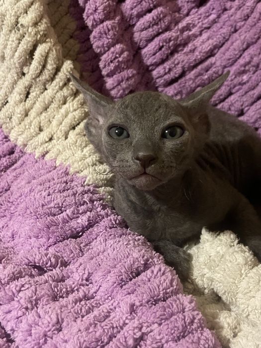 Очаровательные котята сфинкса