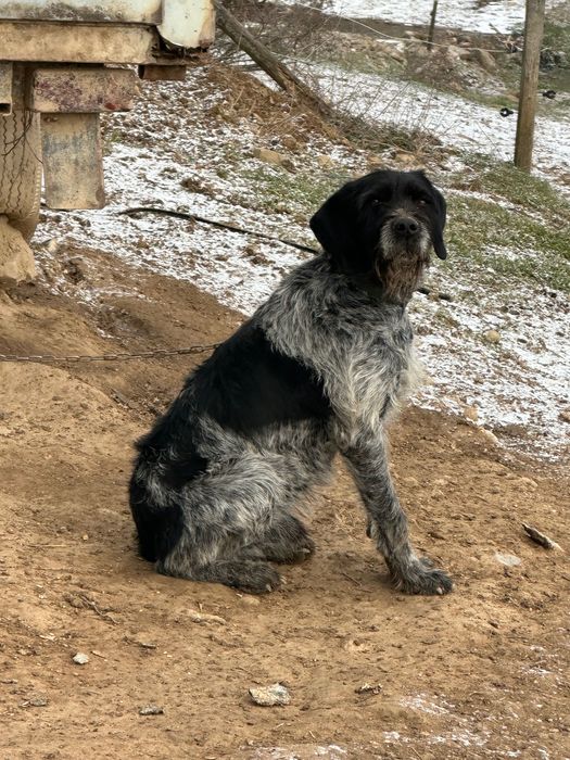 Продавам куче Дратхард