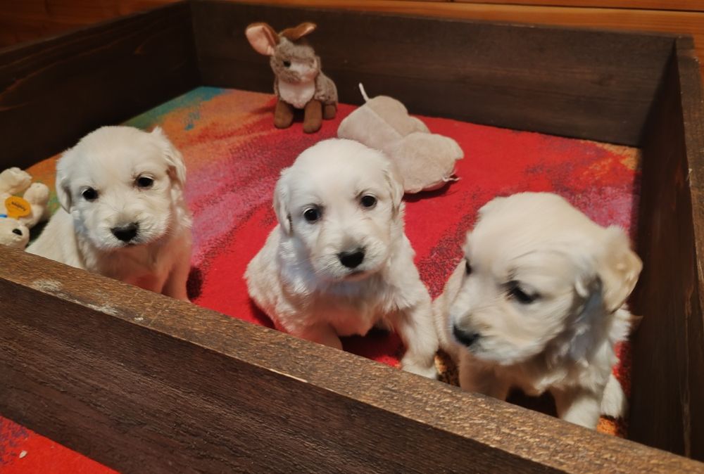 Голдън  ретривър