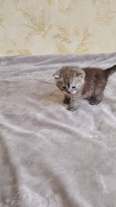 Продаю котят Британских