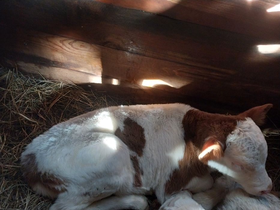 Продам телёнка бычка