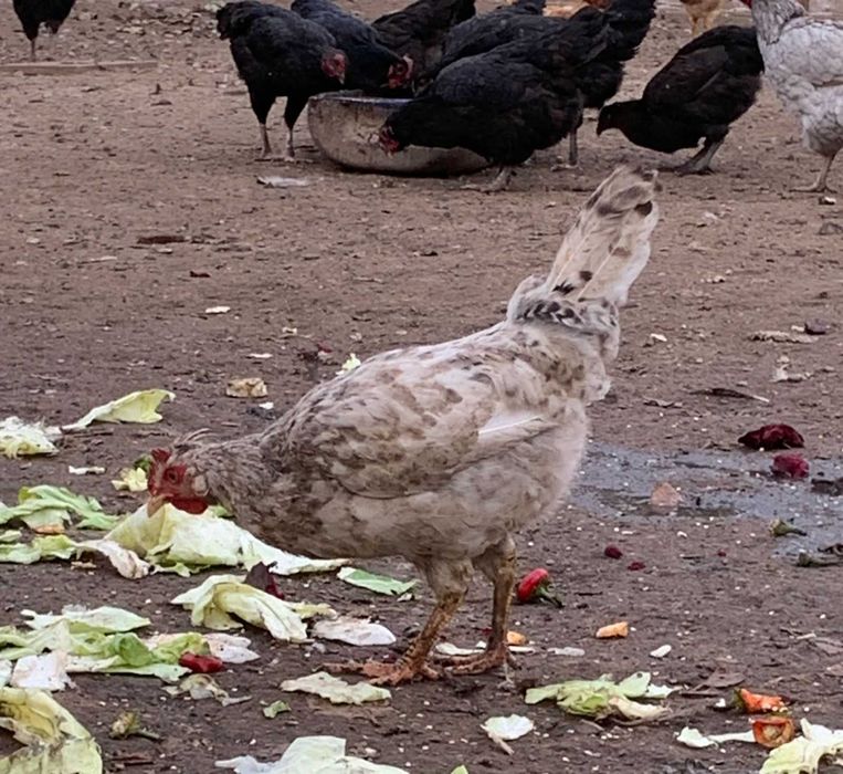 Петушки породы Легбар