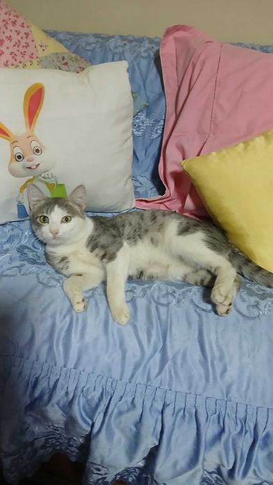 Котенок бесплатно мальчики