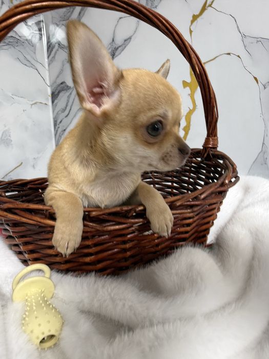 Чихуахуа шикарные щенки