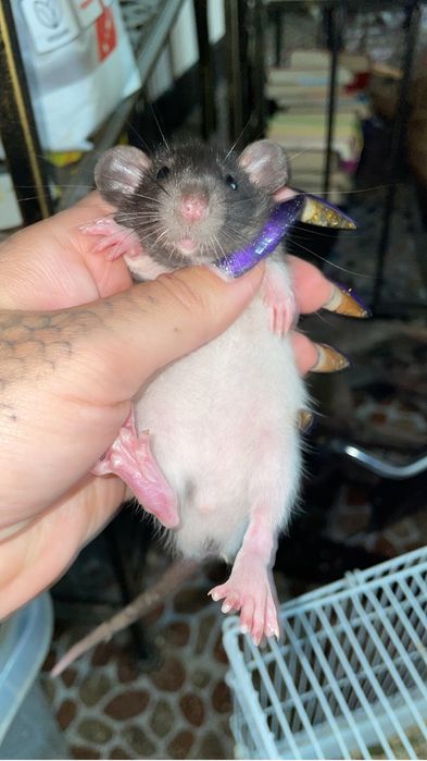 Крыски Дамбо разных возрастов