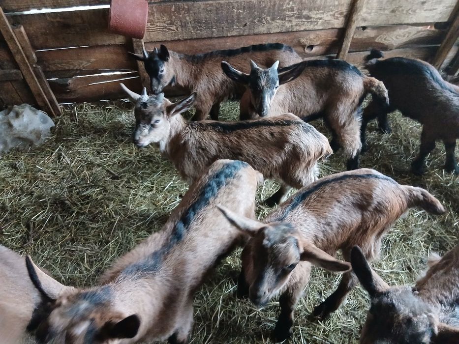 Vând sau schimb iezi