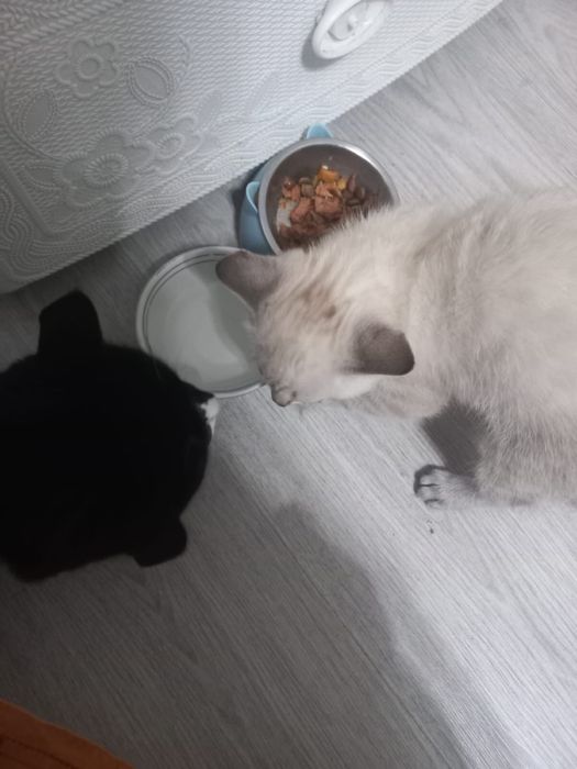 Отдадим кота девочку бесплатно
